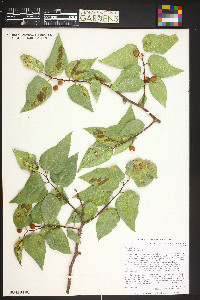 Celtis reticulata image