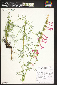 Ipomopsis aggregata image