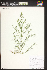 Salsola tragus image