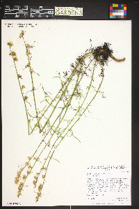 Ipomopsis aggregata image