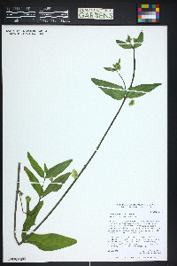 Mirabilis hirsuta image