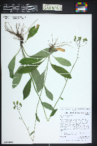 Hieracium albiflorum image