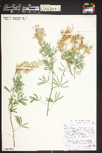 Lupinus caudatus image