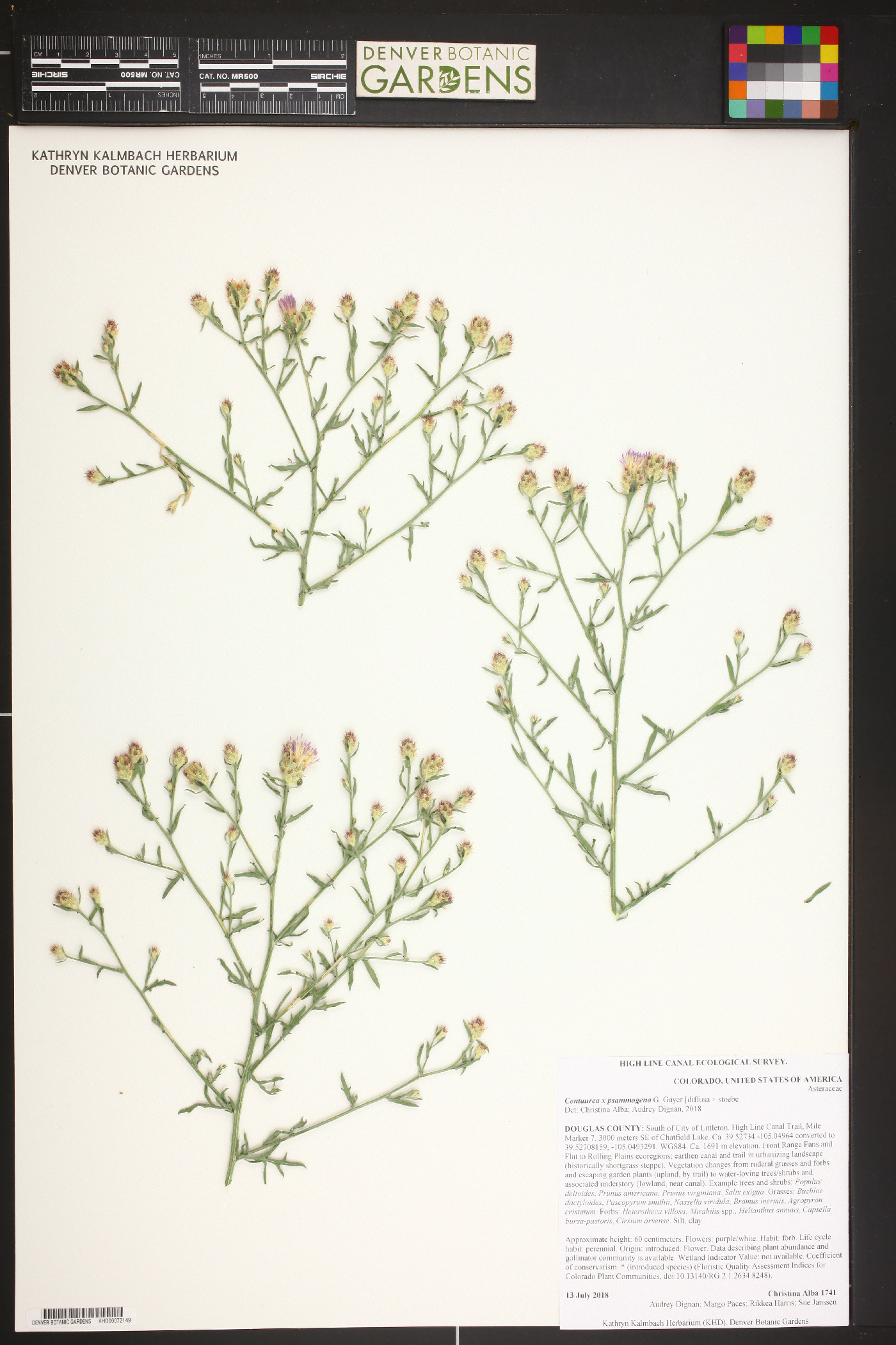 Centaurea x psammogena image