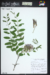 Robinia neomexicana image