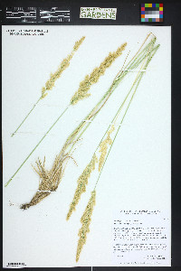 Calamagrostis stricta image