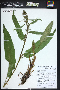 Rumex occidentalis image