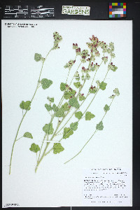 Sphaeralcea parvifolia image