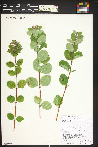 Symphoricarpos occidentalis image