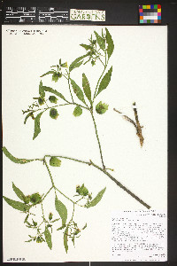 Physalis longifolia image