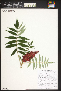 Rhus typhina image