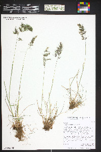 Poa bulbosa image