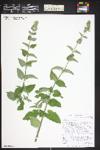 Nepeta cataria image