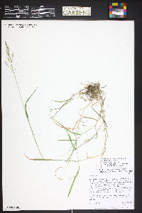 Muhlenbergia asperifolia image