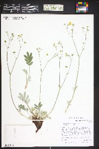 Potentilla hippiana image