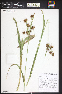 Scirpus pallidus image