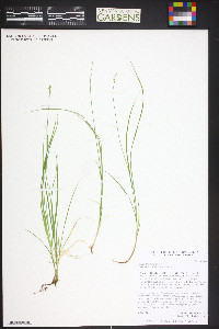 Carex disperma image