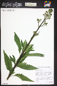 Scrophularia lanceolata image