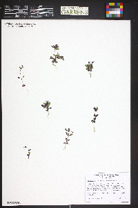 Collinsia parviflora image