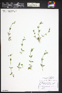 Cerastium fontanum subsp. vulgare image