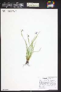 Sisyrinchium montanum image