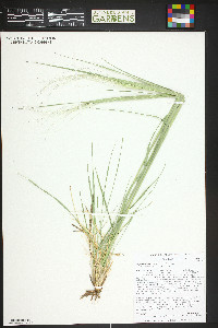 Hesperostipa comata image