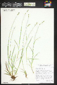 Carex deweyana image