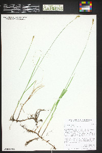 Carex siccata image