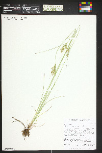 Juncus interior image