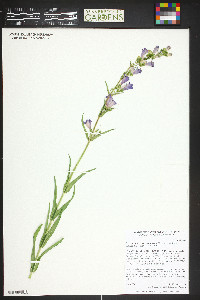 Penstemon unilateralis image