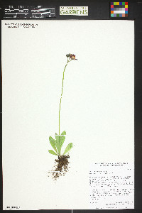 Hieracium aurantiacum image