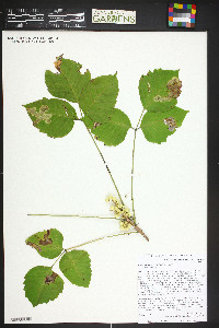 Toxicodendron rydbergii image