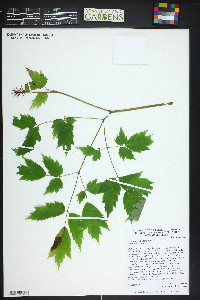 Actaea rubra image