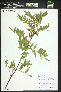 Glycyrrhiza lepidota image