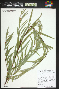 Salix exigua subsp. exigua image