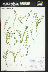 Veronica biloba image