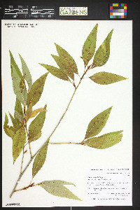Populus angustifolia image