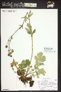 Geum macrophyllum var. perincisum image