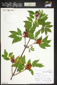 Sambucus racemosa subsp. racemosa image