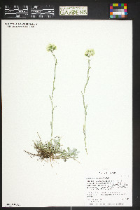 Antennaria microphylla image