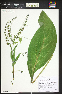 Cynoglossum officinale image