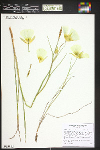 Calochortus gunnisonii image