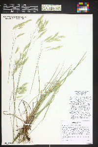 Bromus porteri image