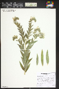 Lithospermum occidentale image