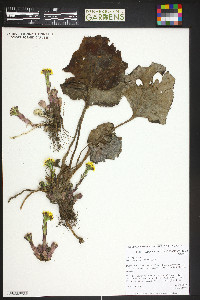 Tussilago farfara image