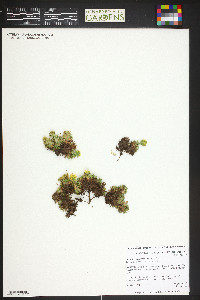 Image of Saxifraga caucasica