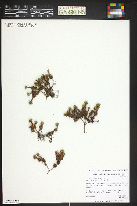 Saxifraga juniperifolia image