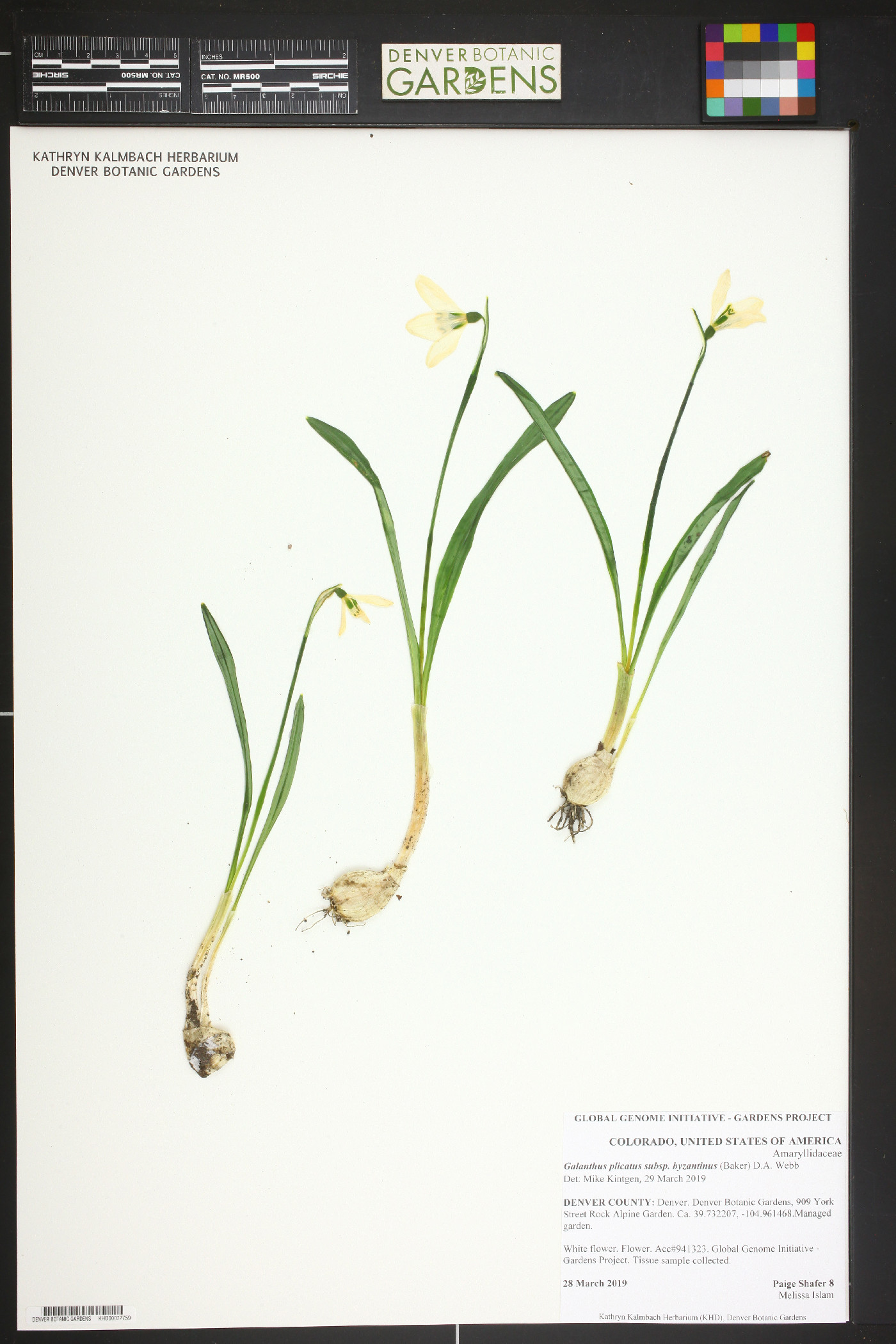 Galanthus plicatus image