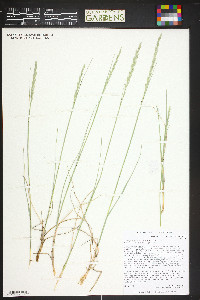 Pascopyrum smithii image