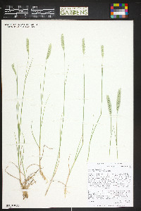 Agropyron cristatum image